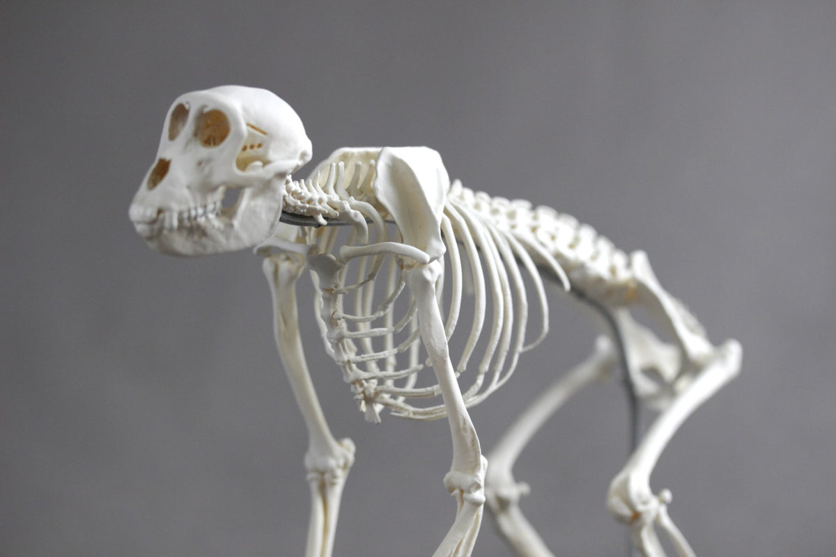 Japanese macaque (Macaca fuscata), miniature whole body skeleton replica.