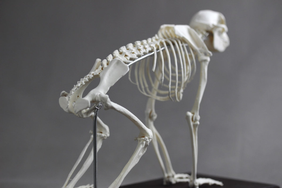 Japanese macaque (Macaca fuscata), miniature whole body skeleton repli ...