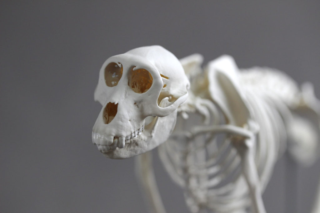 Japanese macaque (Macaca fuscata), miniature whole body skeleton replica.