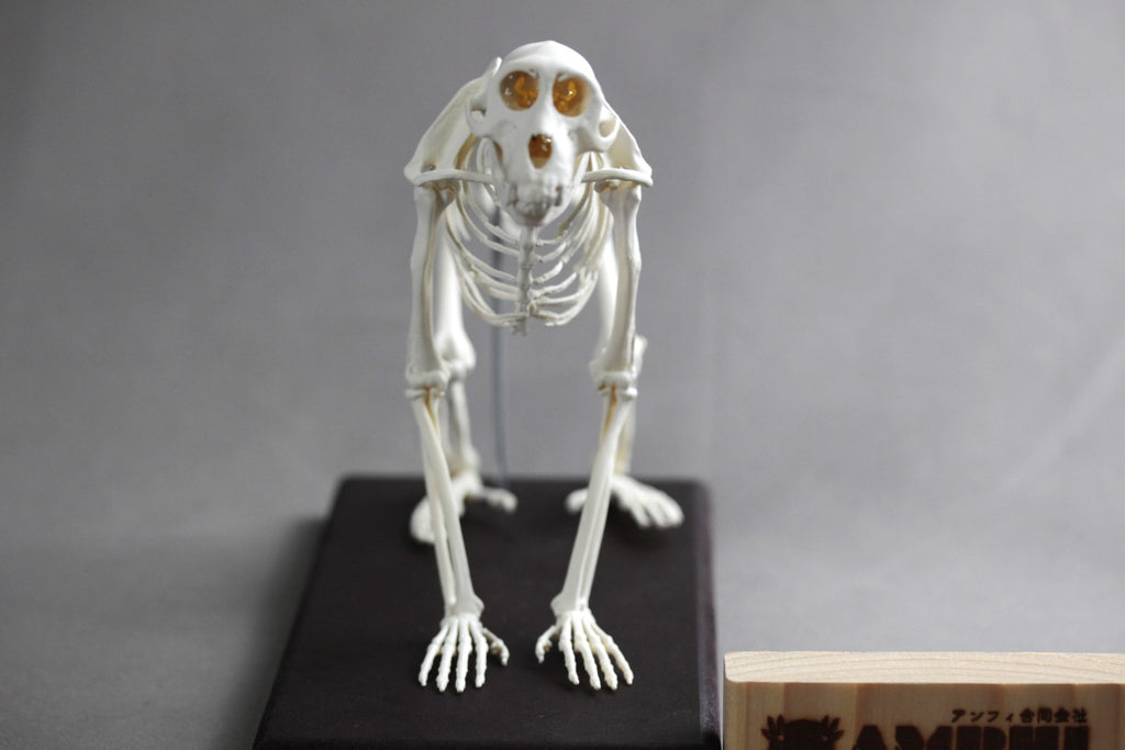Japanese macaque (Macaca fuscata), miniature whole body skeleton replica.