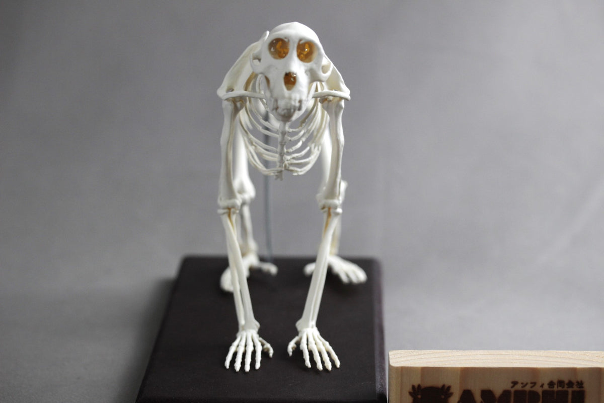 Japanese macaque (Macaca fuscata), miniature whole body skeleton replica.