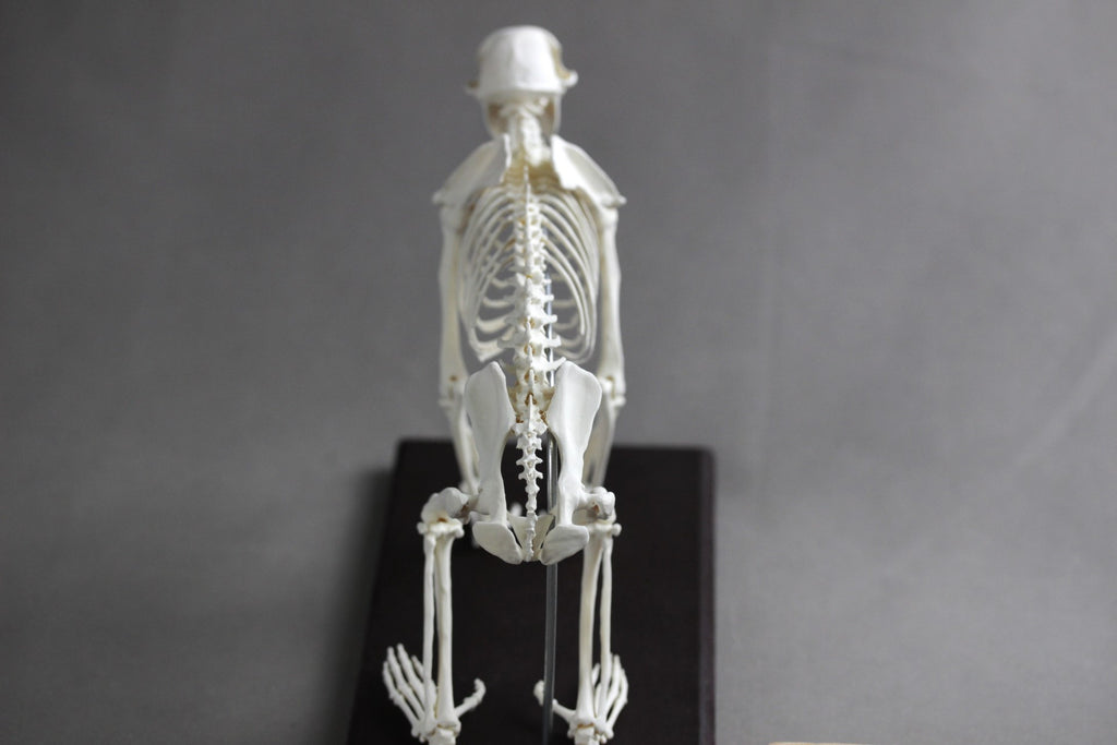 Japanese macaque (Macaca fuscata), miniature whole body skeleton replica.