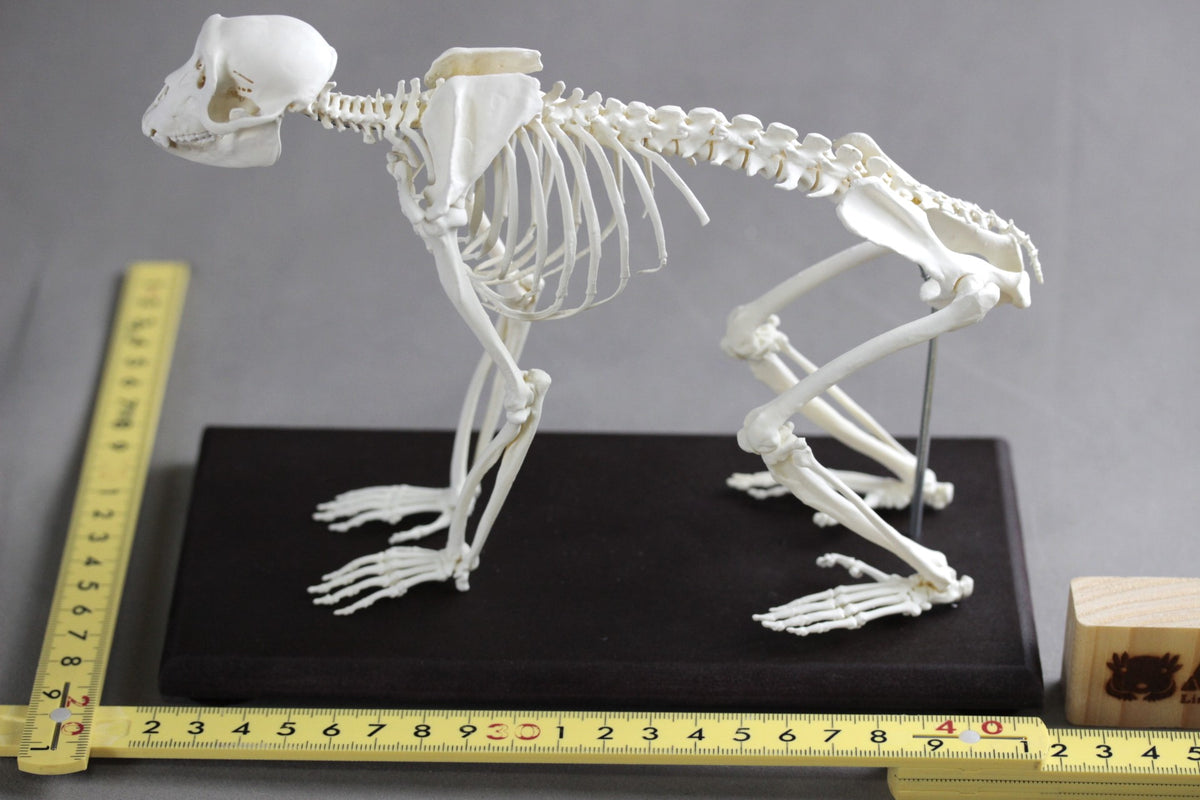 Japanese macaque (Macaca fuscata), miniature whole body skeleton replica.