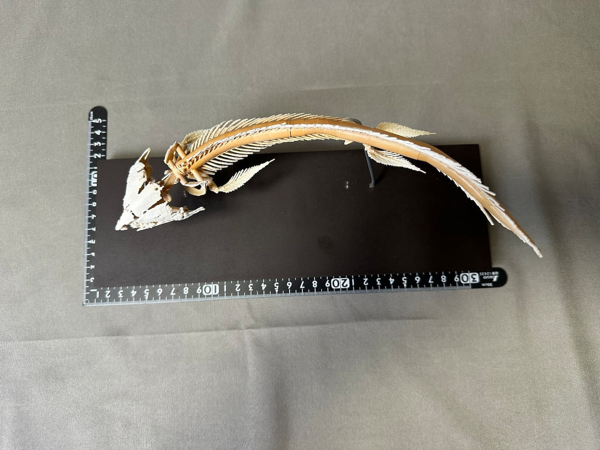 Qeensland lungfish, enlarged whole body skeleton replica.