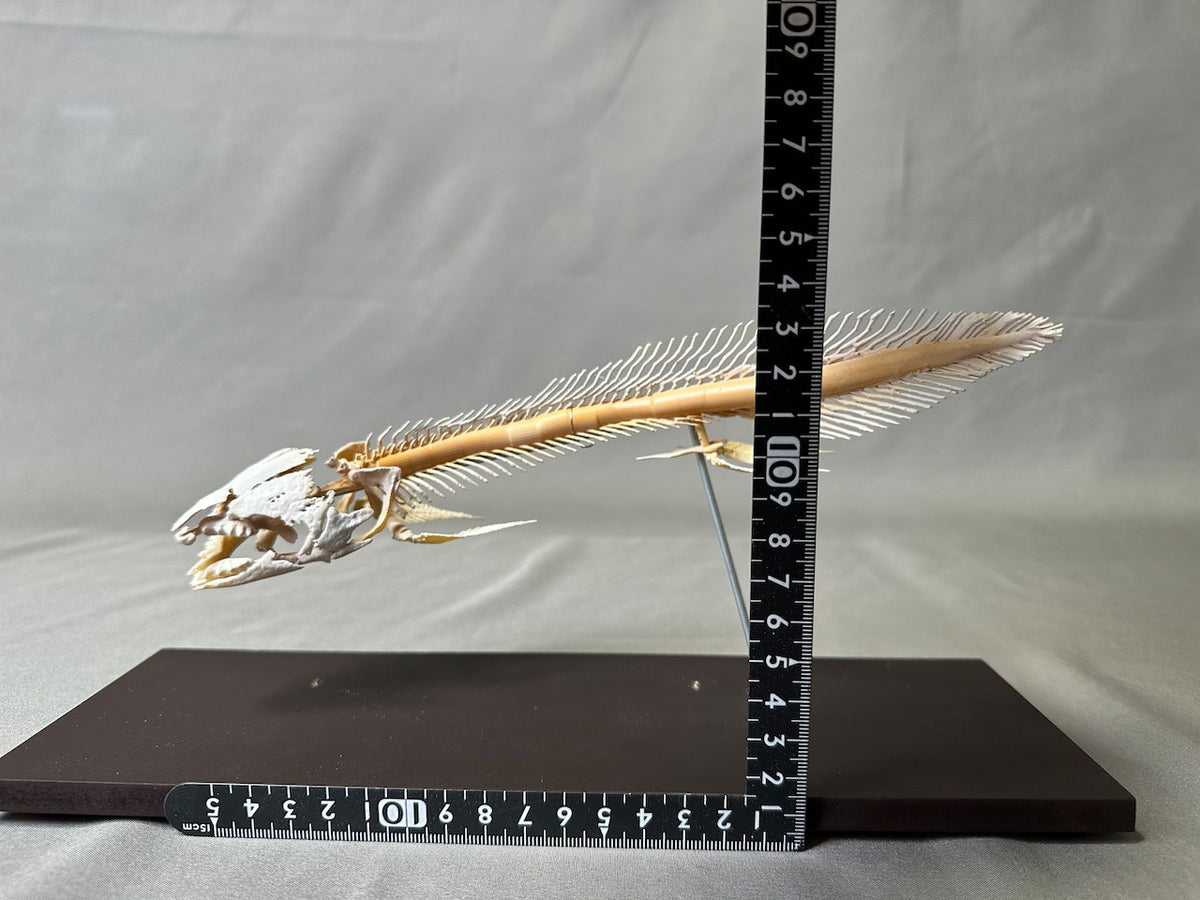 Qeensland lungfish, enlarged whole body skeleton replica.