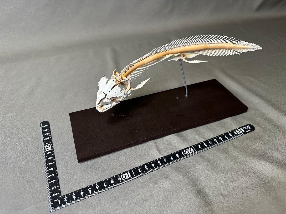 Qeensland lungfish, enlarged whole body skeleton replica.