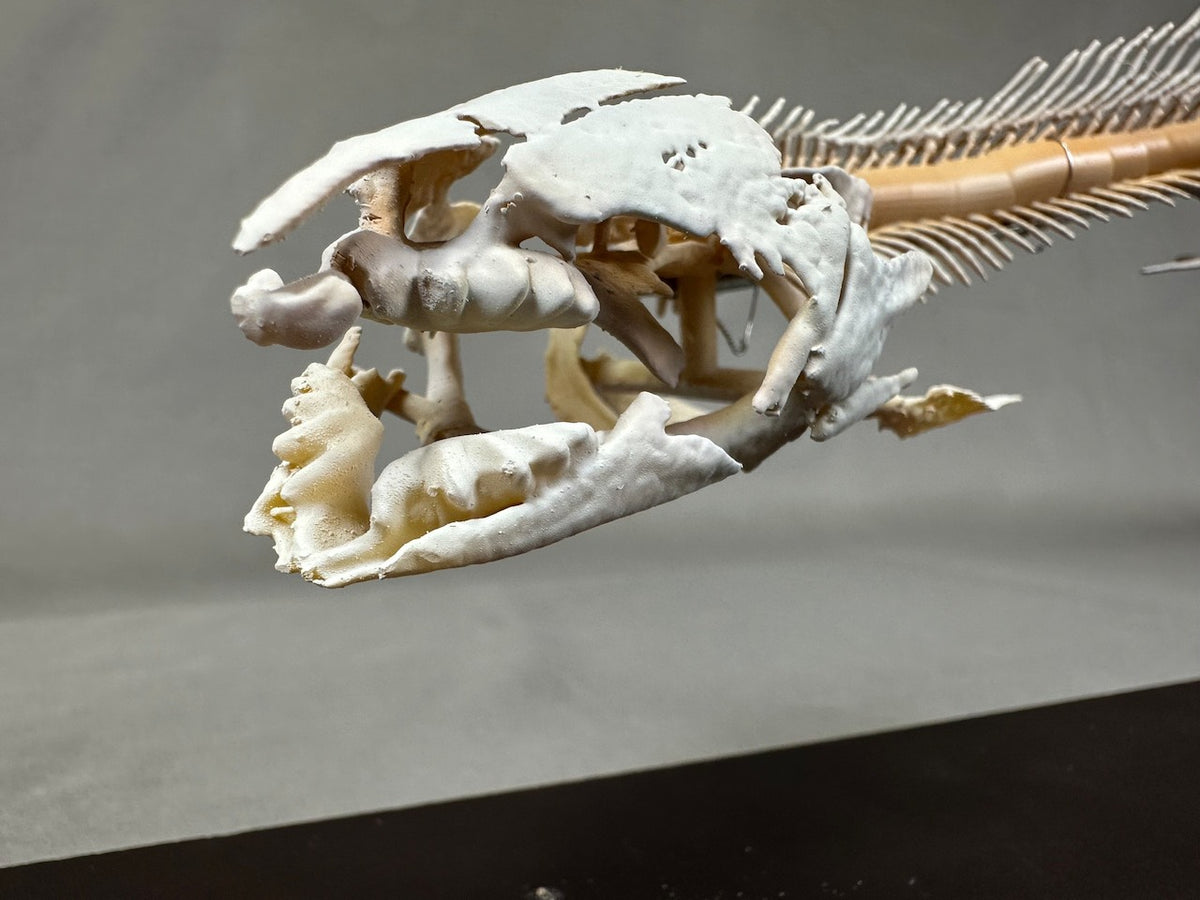 Qeensland lungfish, enlarged whole body skeleton replica.