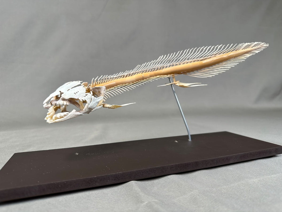Qeensland lungfish, enlarged whole body skeleton replica.