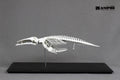 Humpback whale, miniature whole body skeleton replica.
