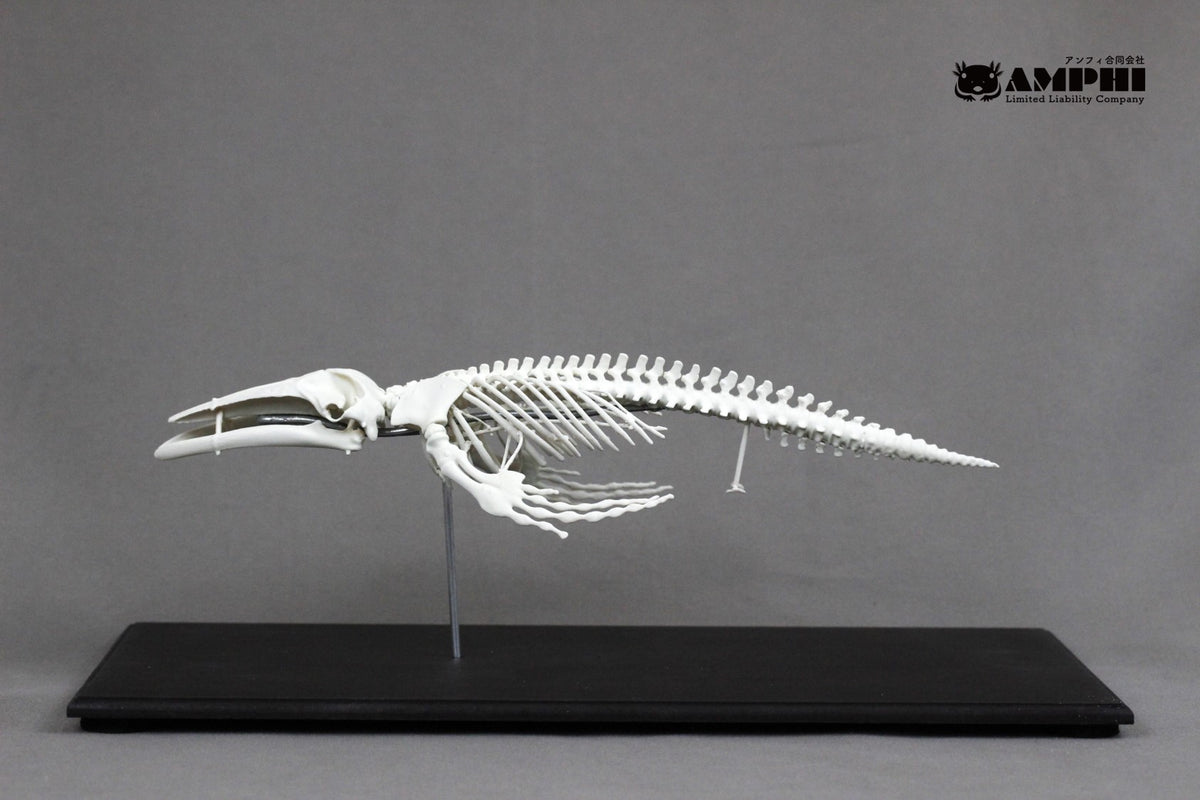 Humpback whale, miniature whole body skeleton replica.