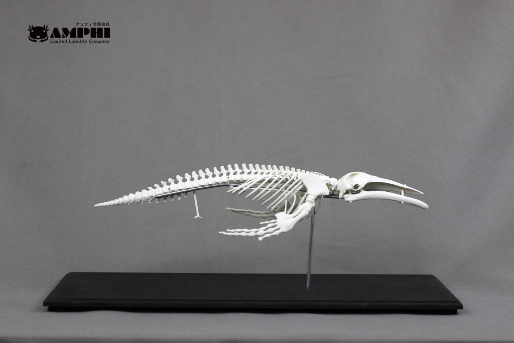 Humpback whale, miniature whole body skeleton replica.