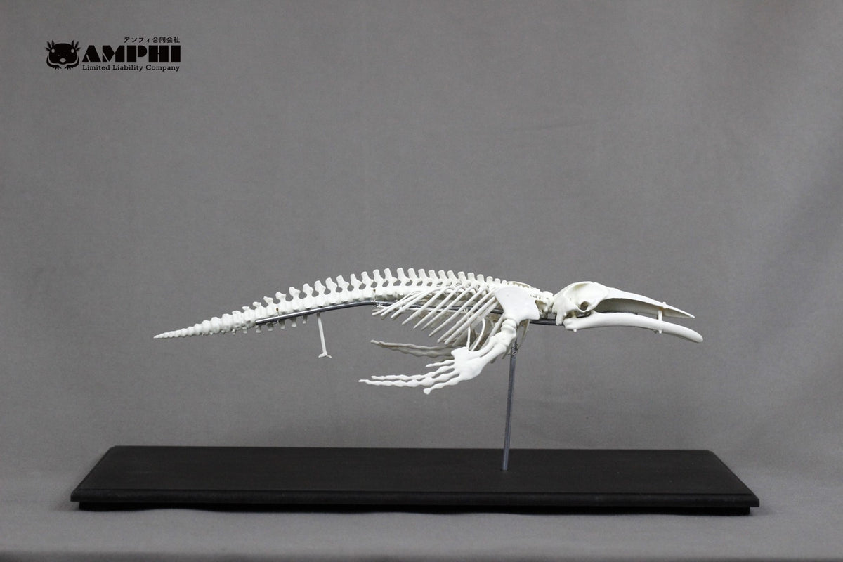 Humpback whale, miniature whole body skeleton replica.