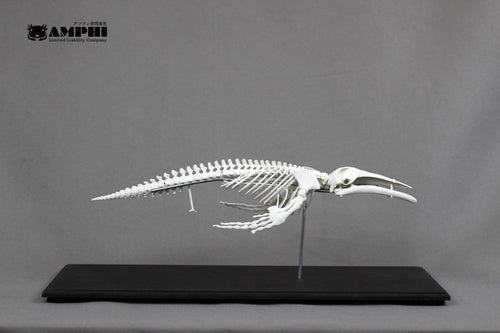 Humpback whale, miniature whole body skeleton replica.