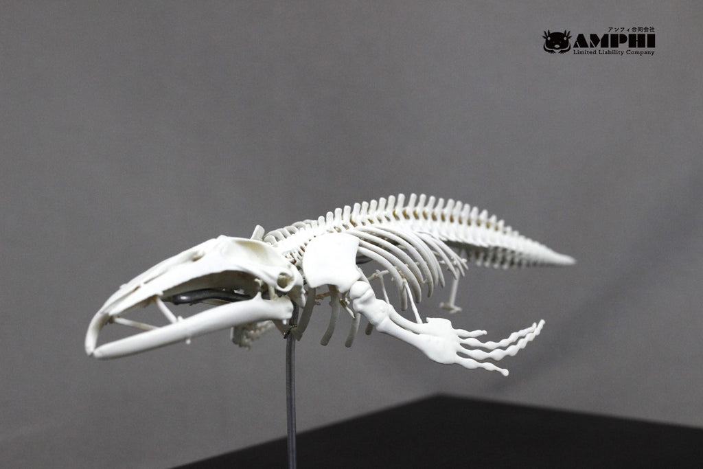 Humpback whale, miniature whole body skeleton replica.
