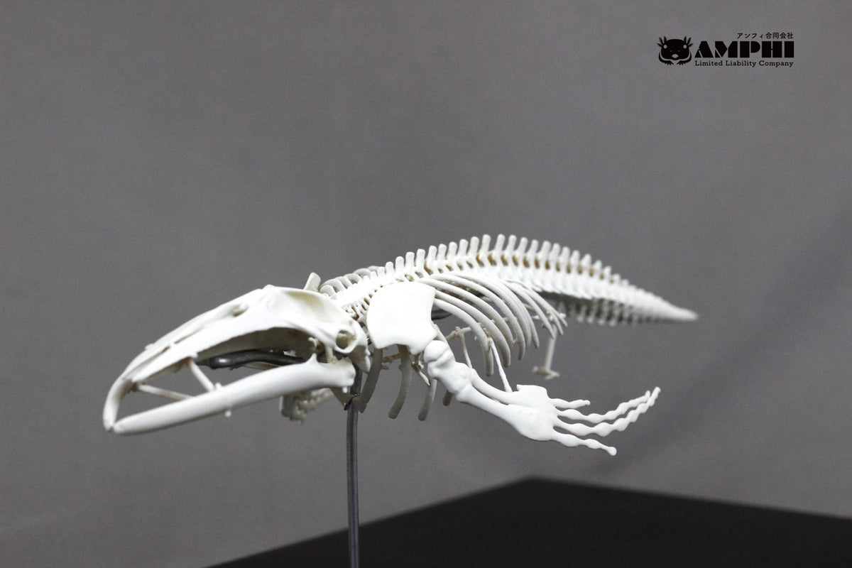 Humpback whale, miniature whole body skeleton replica.