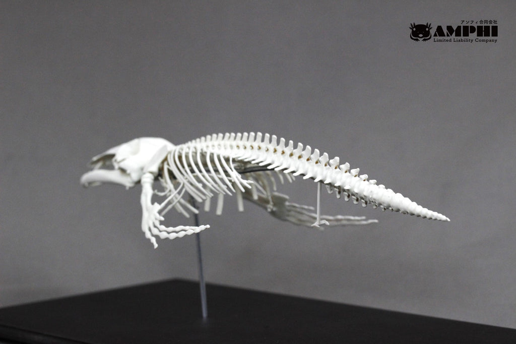 Humpback whale, miniature whole body skeleton replica.