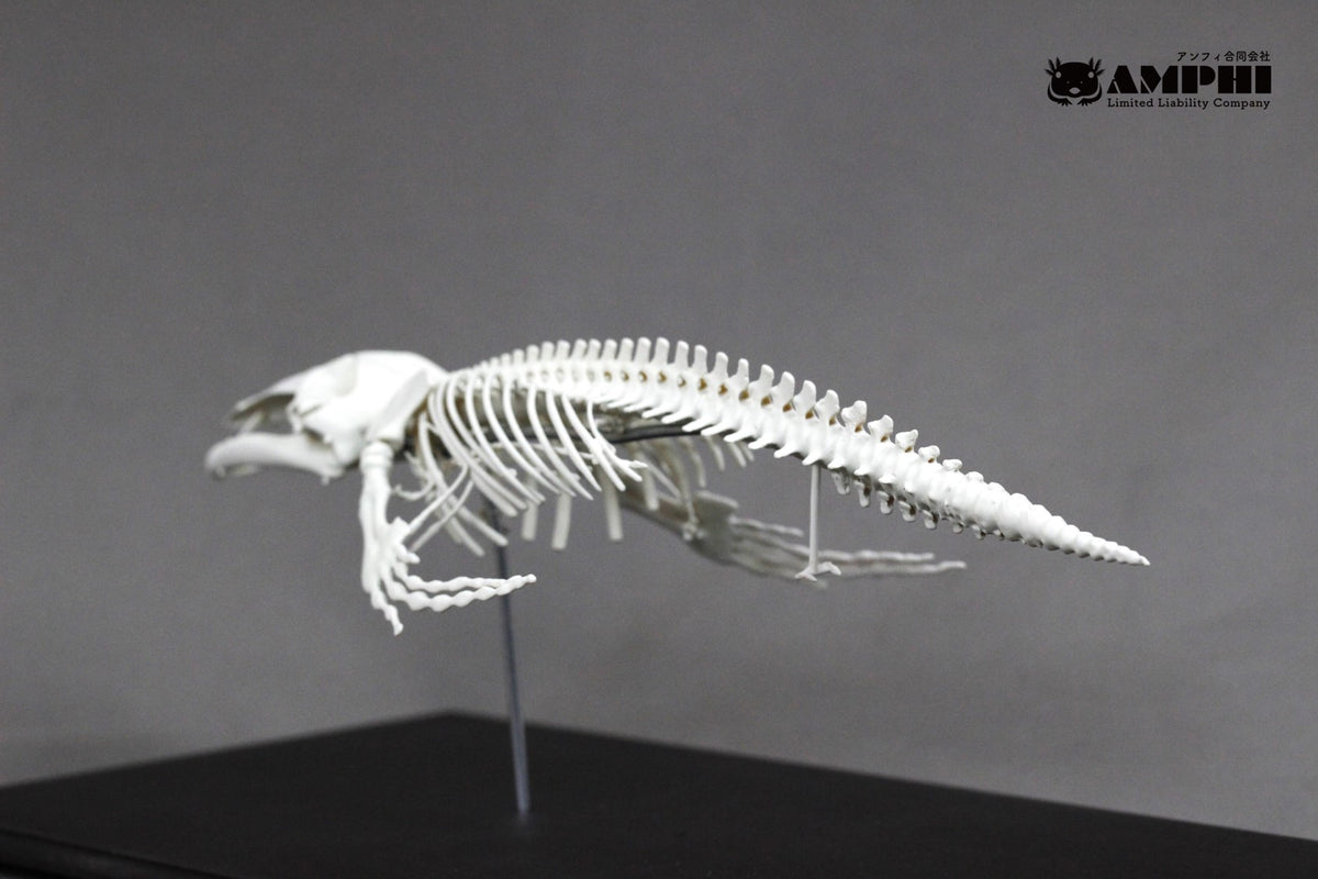 Humpback whale, miniature whole body skeleton replica.