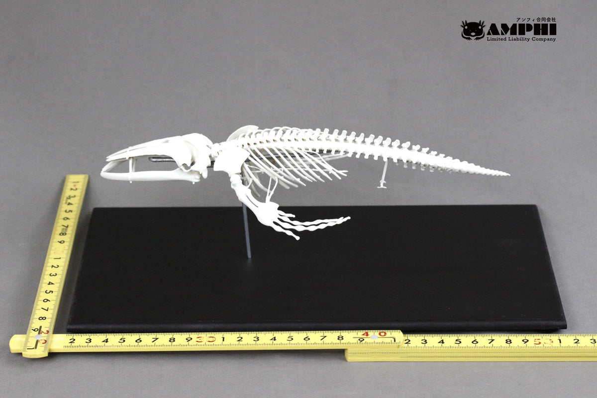 Humpback whale, miniature whole body skeleton replica.