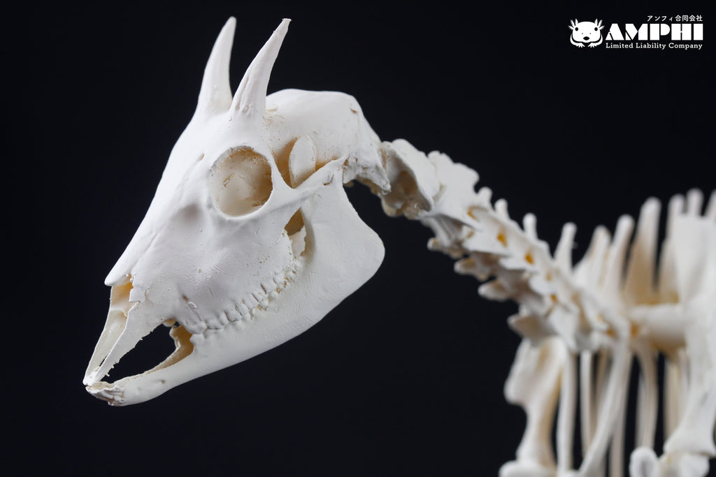Japanese Serow, miniature whole body skeleton replica. – マイストア