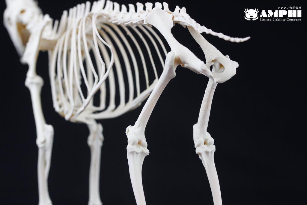 Japanese Serow, miniature whole body skeleton replica.