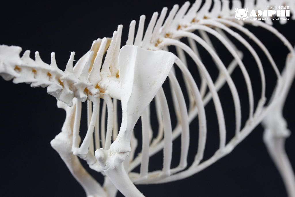 Japanese Serow, miniature whole body skeleton replica. – マイストア