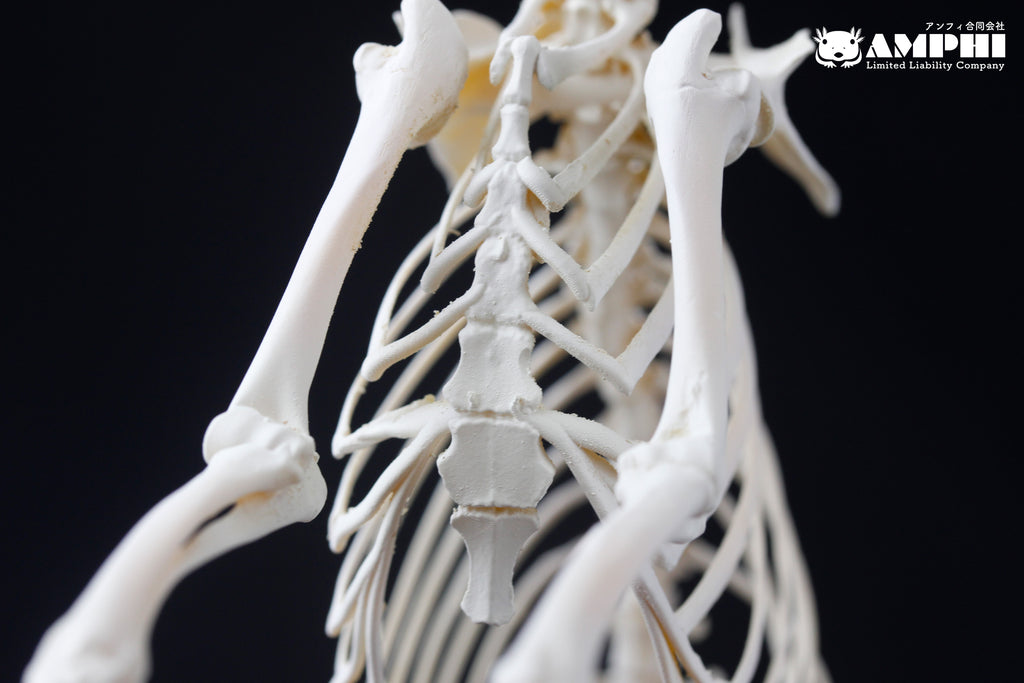 Japanese Serow, miniature whole body skeleton replica. – マイストア