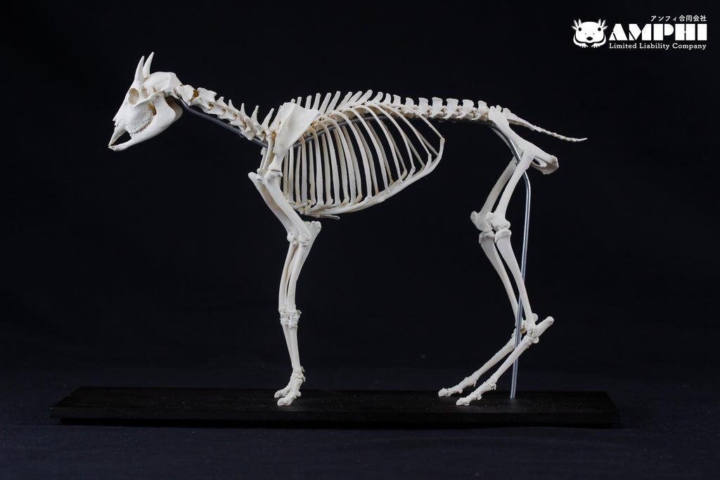 Japanese Serow, miniature whole body skeleton replica. – マイストア