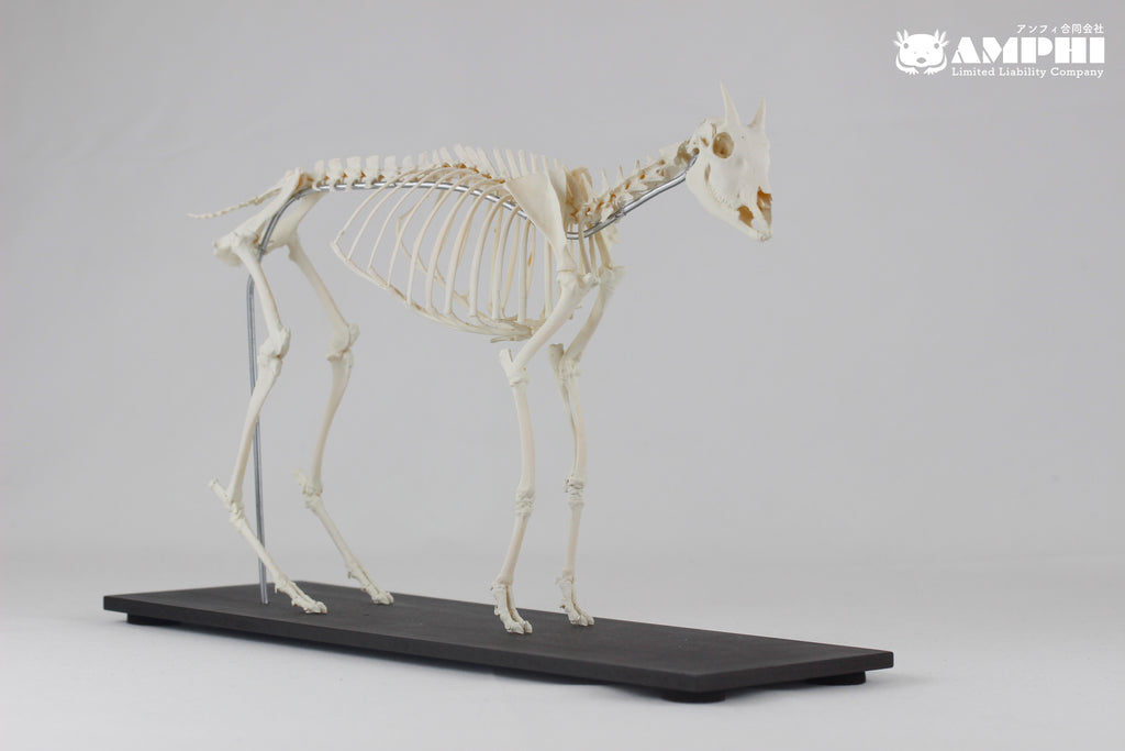 Japanese Serow, miniature whole body skeleton replica.